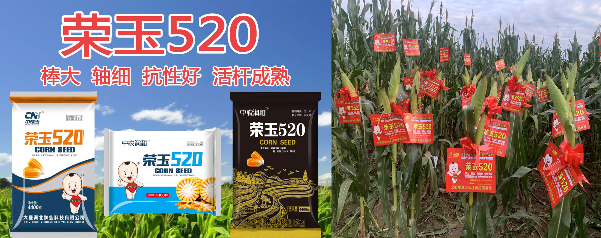 大綠河北種業(yè)科技有限公司